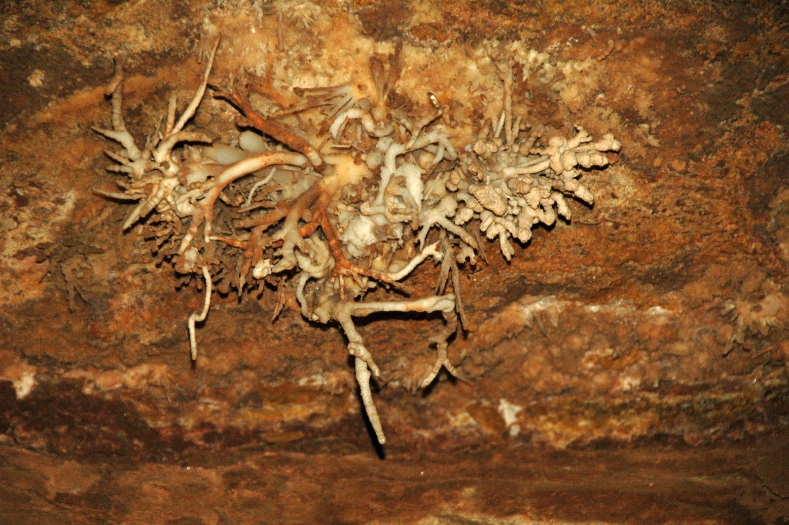 Helictites on the ceiling of Cave of the Winds, Colorado